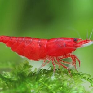 Premium Grade Bloody Mary Shrimp (Neocaridina davidi)