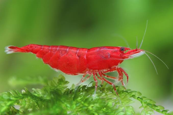 Premium Grade Bloody Mary Shrimp (Neocaridina davidi)