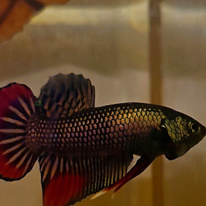 Betta Imbellis (Peaceful Betta / Crescent Betta)