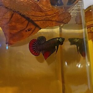 Betta Imbellis (Peaceful Betta / Crescent Betta)