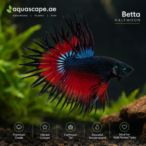 Hulk Avatar Crowntail Betta