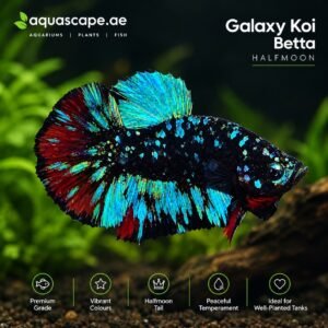 Galaxy Koi Neon Halfmoon betta