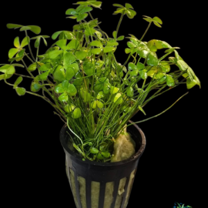 AquascapePlants Premium Marsilea Crenata (Dwarf Water Clover)