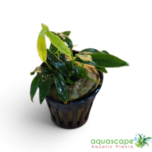 Anubias Nana Pangolino in UAE | AquascapePlants